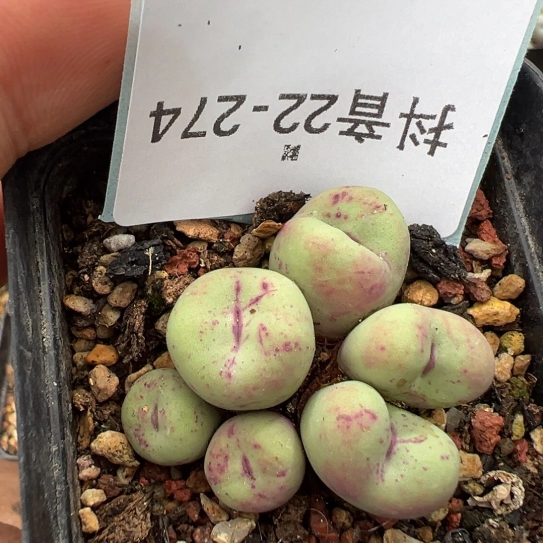 乔***华22-274肉锥多肉植物