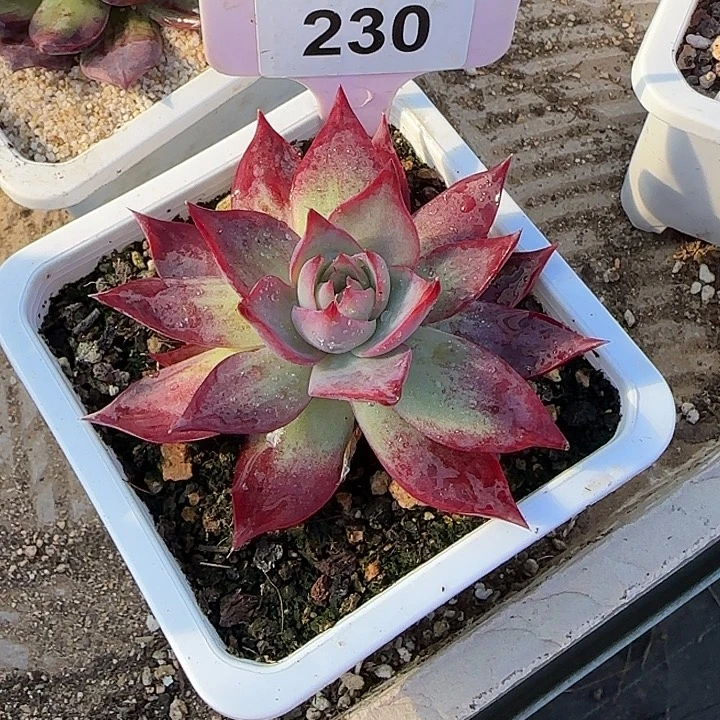 随****230 惊鸿仙子多肉植物