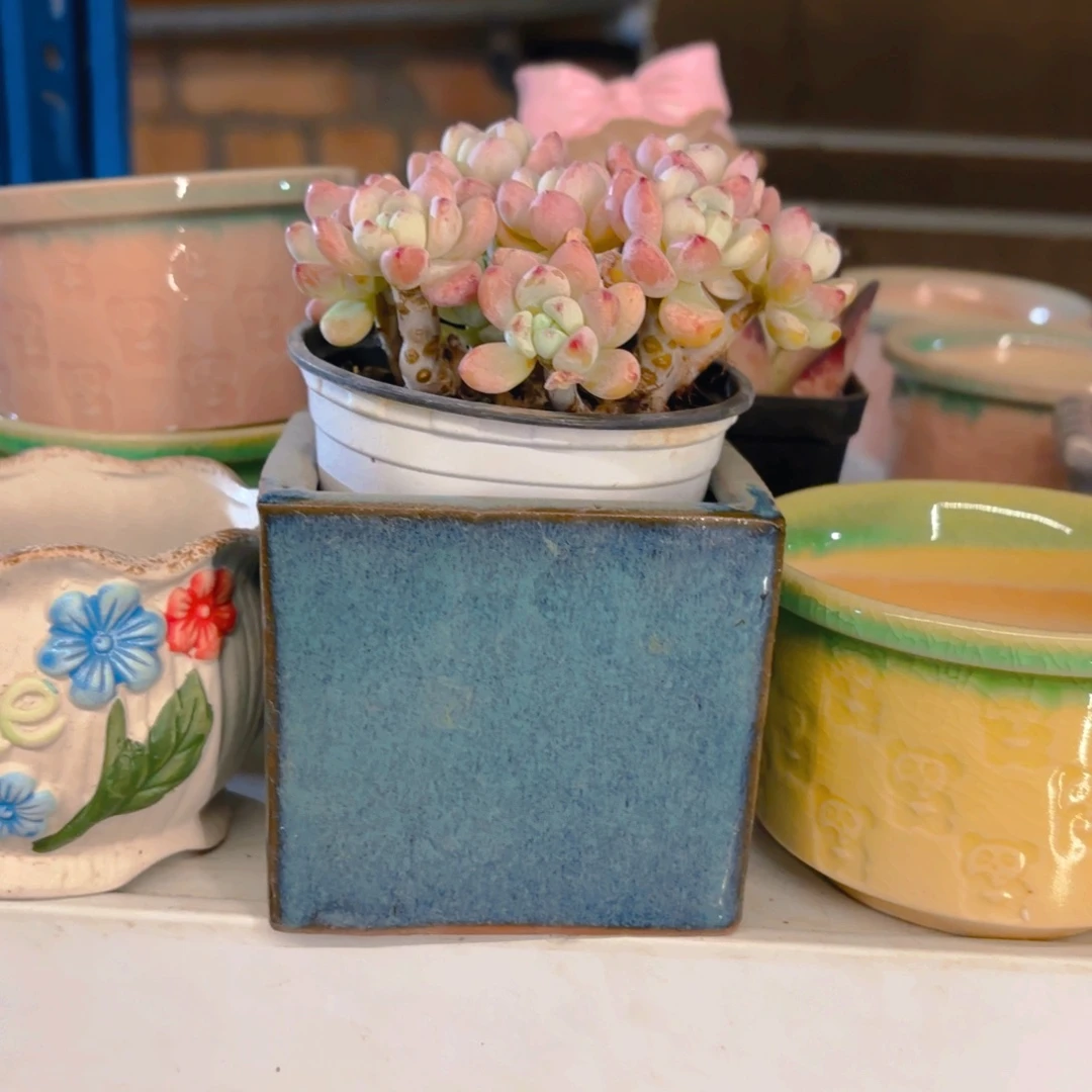 小***食蓝盆盆盆盆盆盆盆盆盆