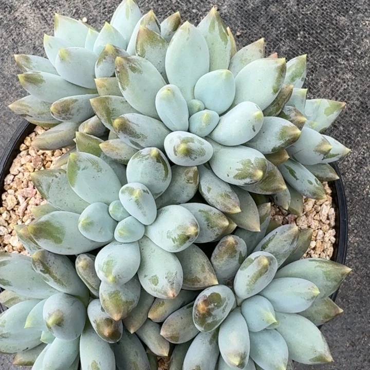 多肉植物哥特萝莉