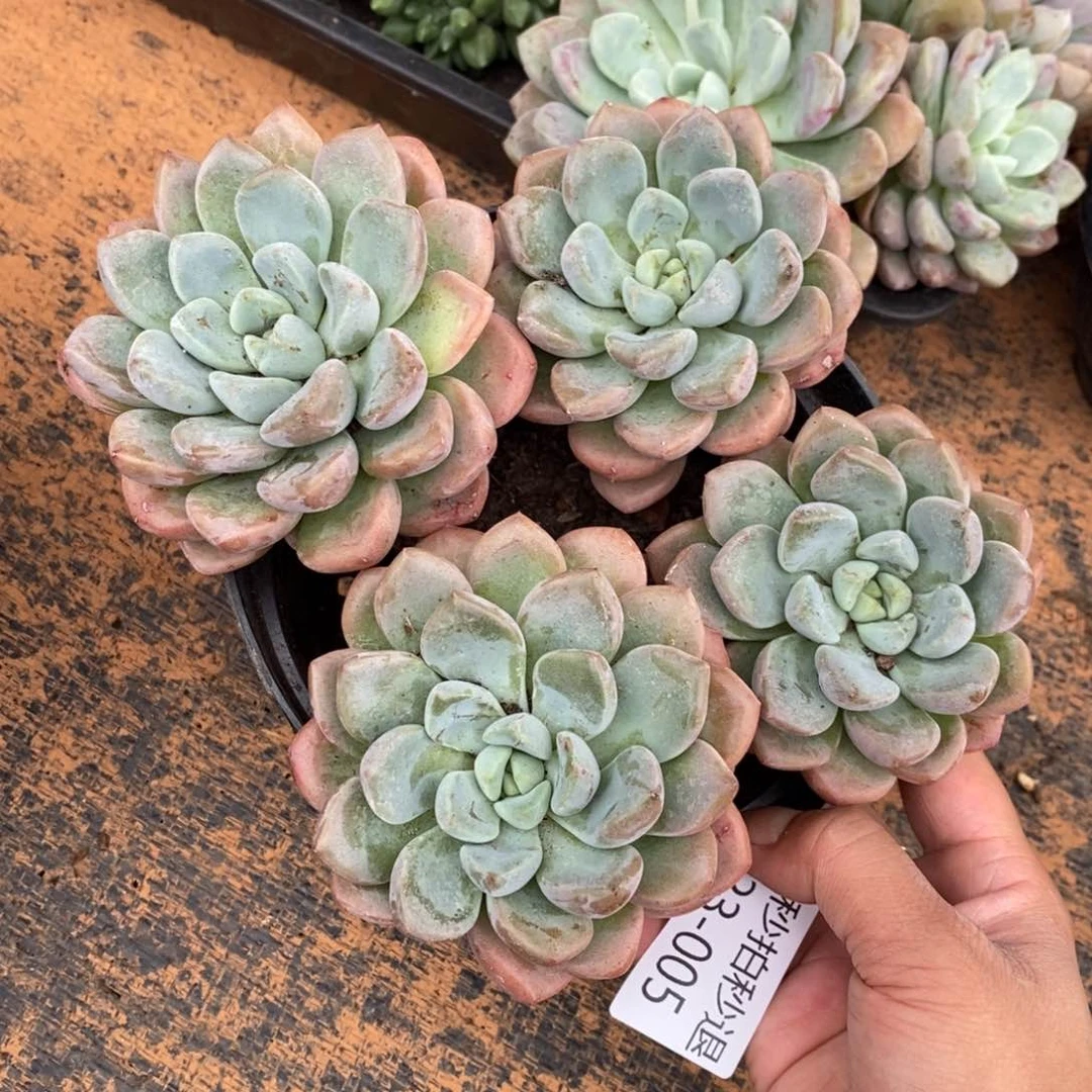 勿秒拍秒退 923-5白鹭