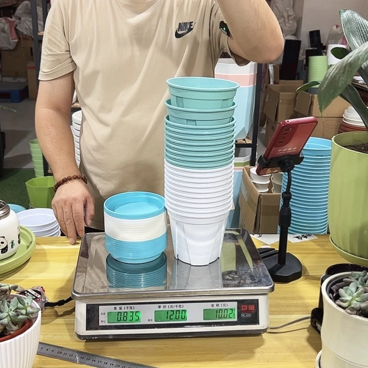 青山口12高12混色带托20只