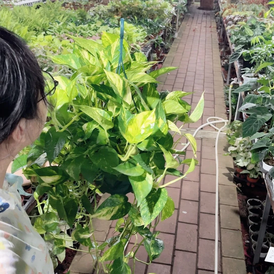 完全开放224花叶绿萝