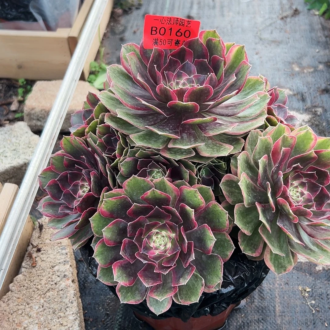 克拉恋人、0160多肉植物
