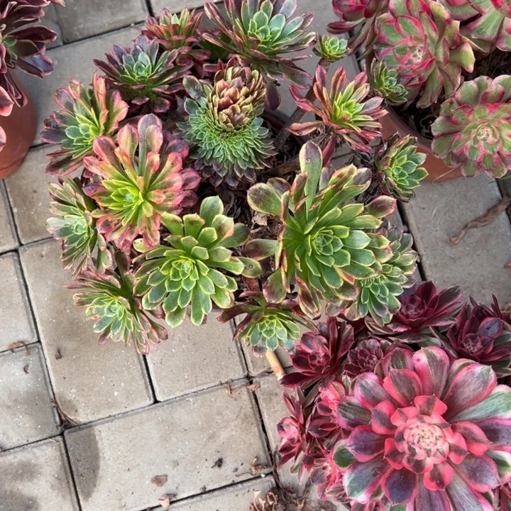 朝霞多肉植物花花