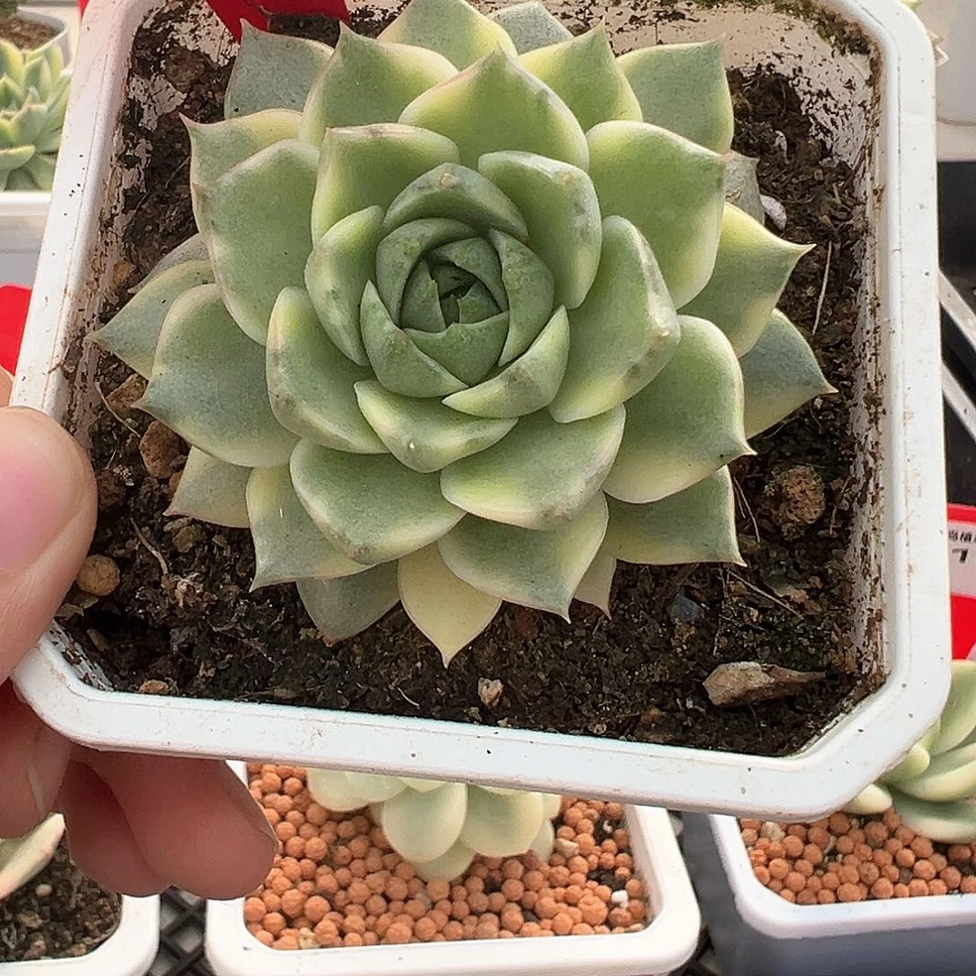 27号法比奥拉锦多肉植物