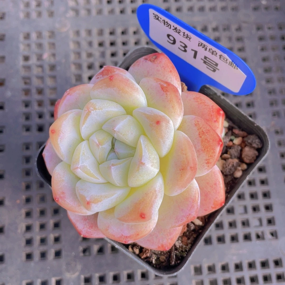 931号奶油冰玉一个