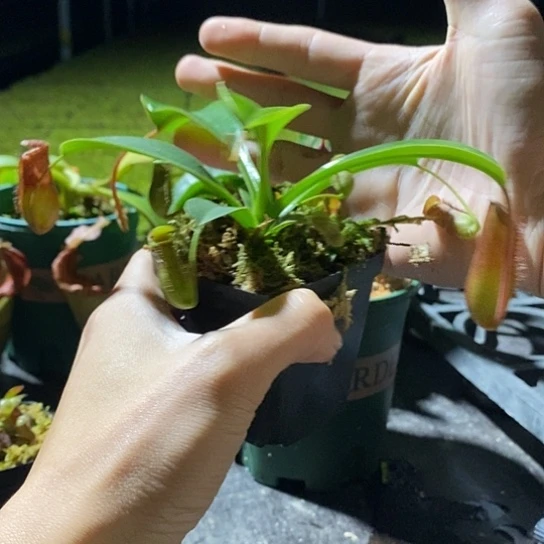 完全开放lv猪笼草