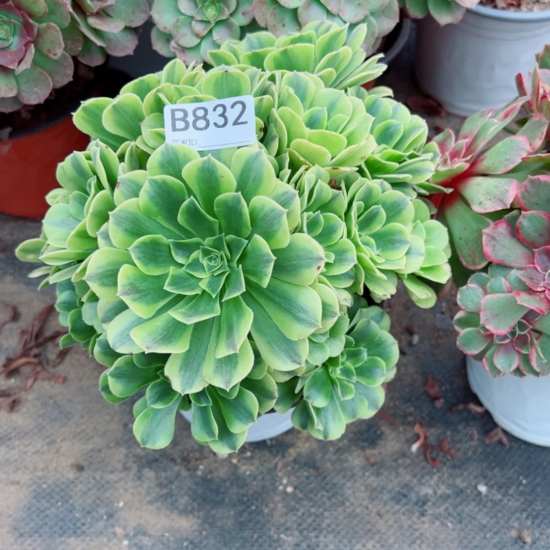 832绿豆沙多肉植物法师