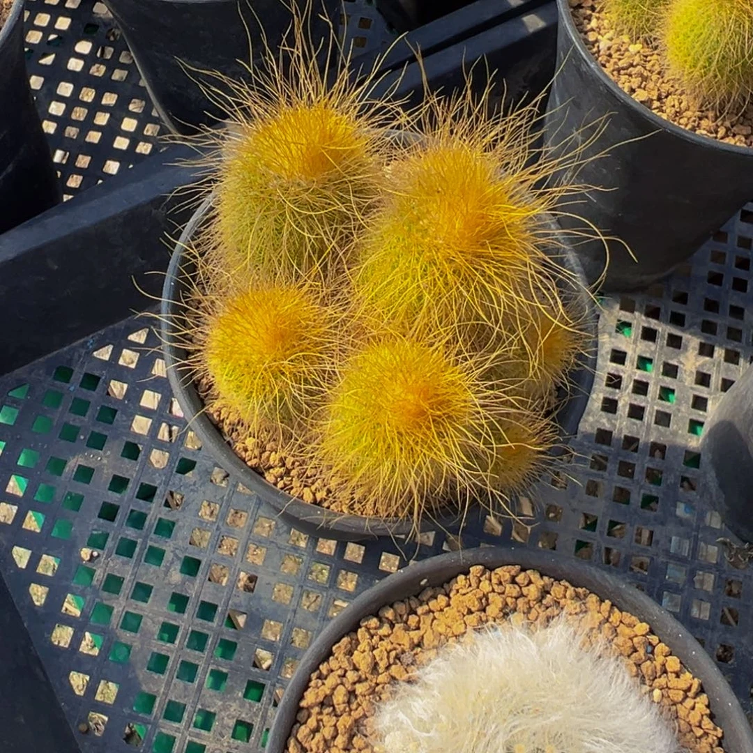 阳***家实生根金丝猴仙人球多肉植物