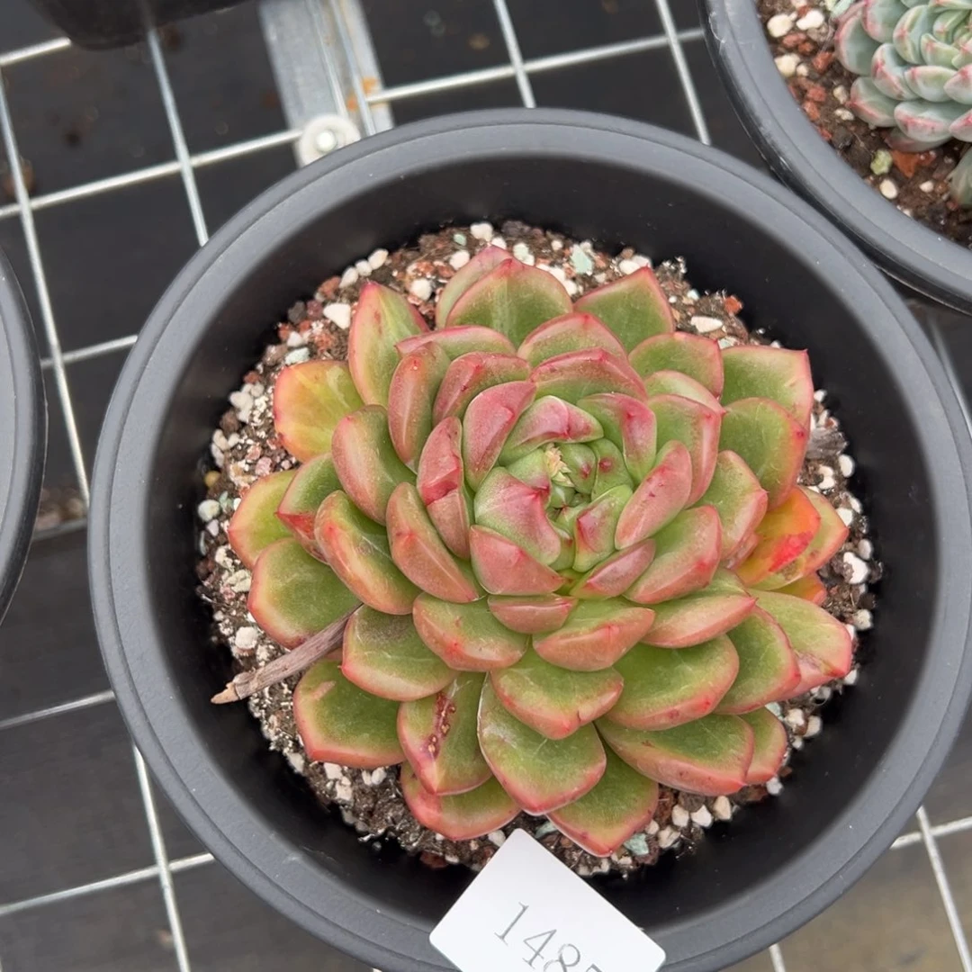 愚*鹤1485肉肉肉肉肉肉