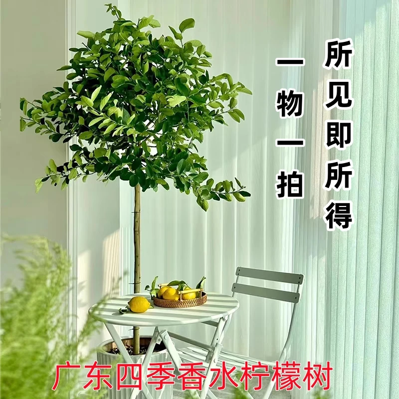 广东四季香水柠檬树大型绿植室内室外盆栽地栽四季开花结果