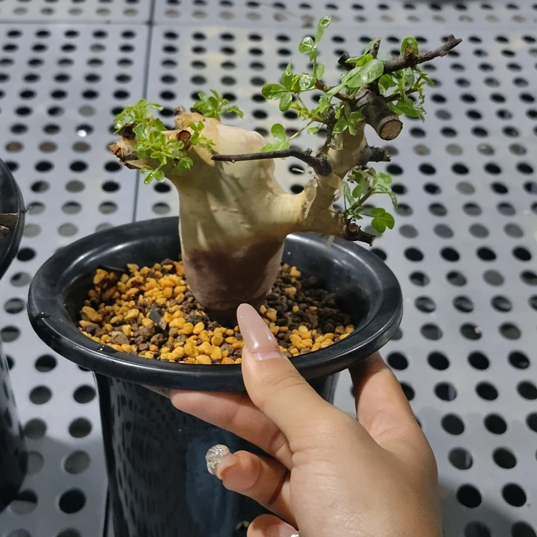 正白皮卡塔夫熟桩可寄养