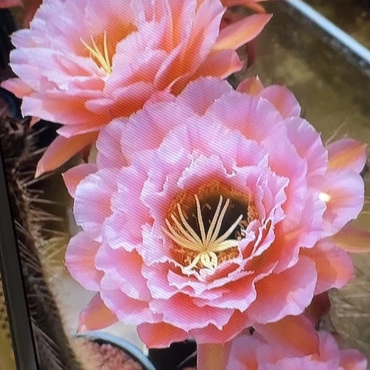 粉桃精灵侧芽5公分左右毛花柱（20包邮）