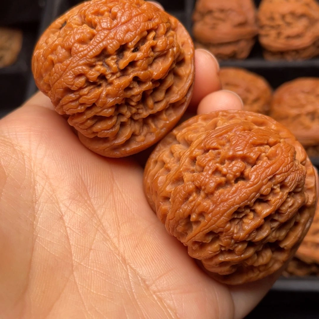 秦岭山脉野生核桃