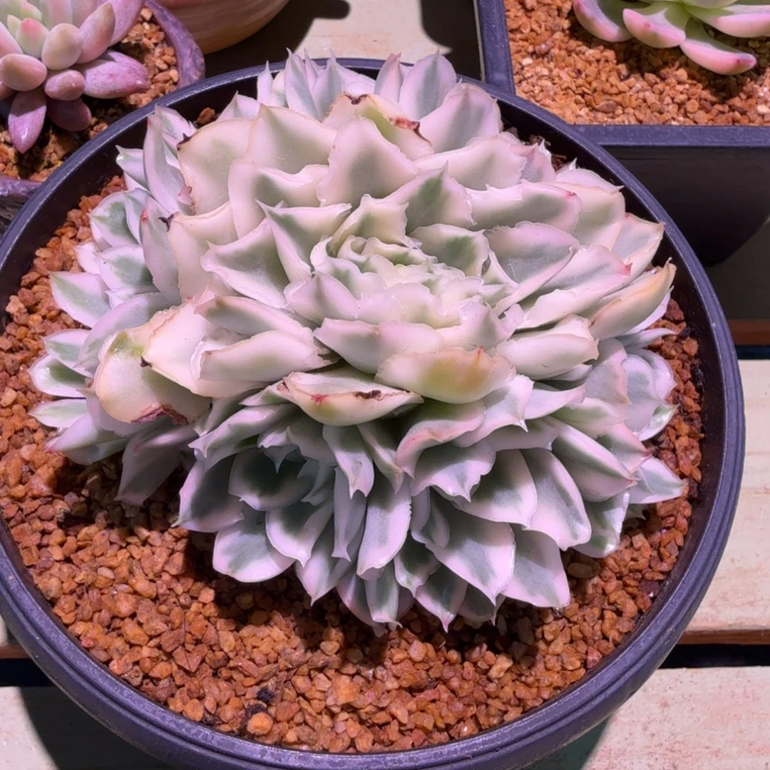 @***荣紫蝴蝶锦捧花，锦上园艺一物一拍