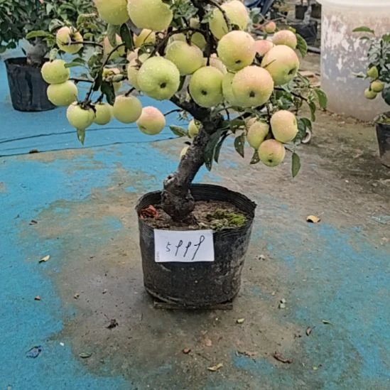 无花朵精品苹果盆景