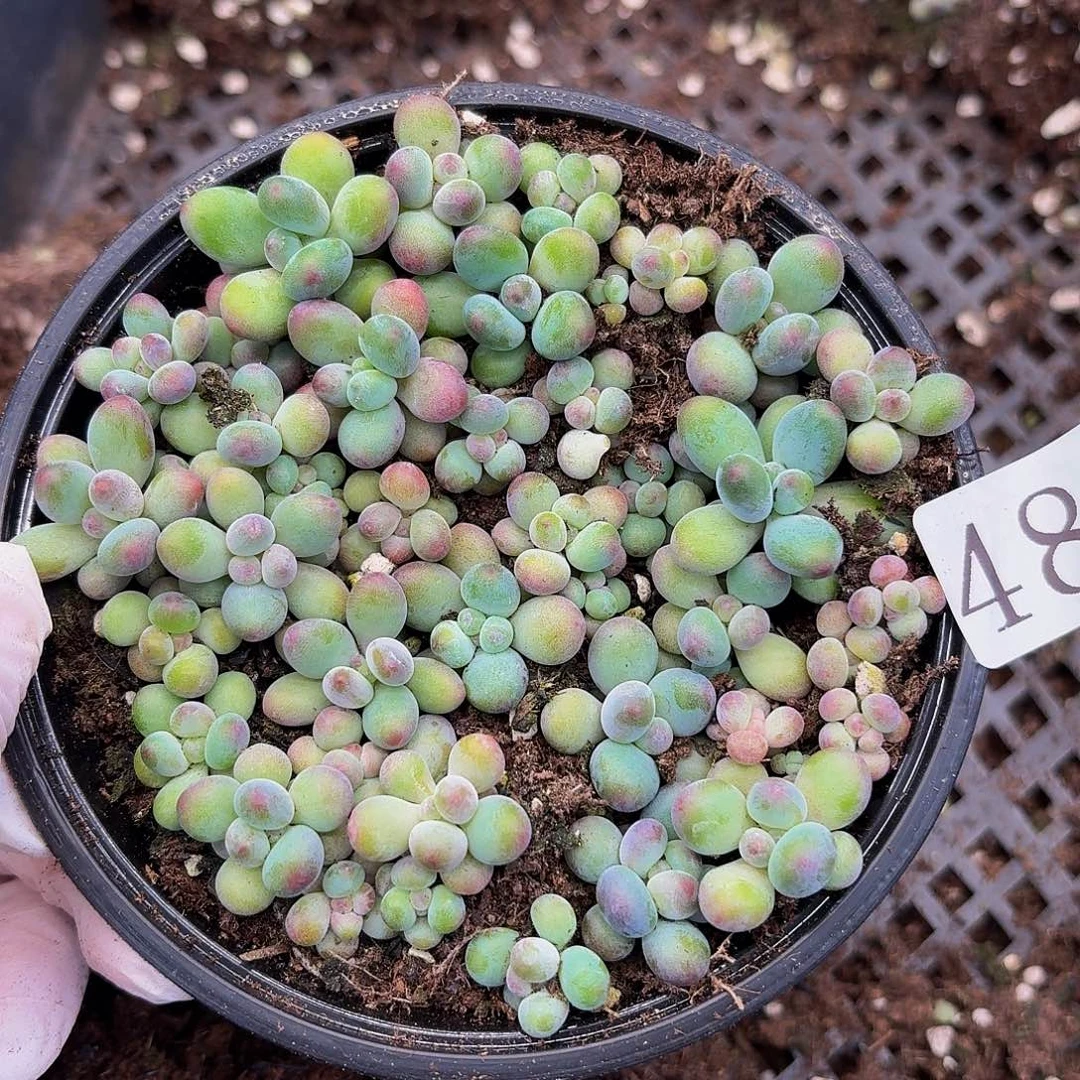 多肉植物多肉植物48