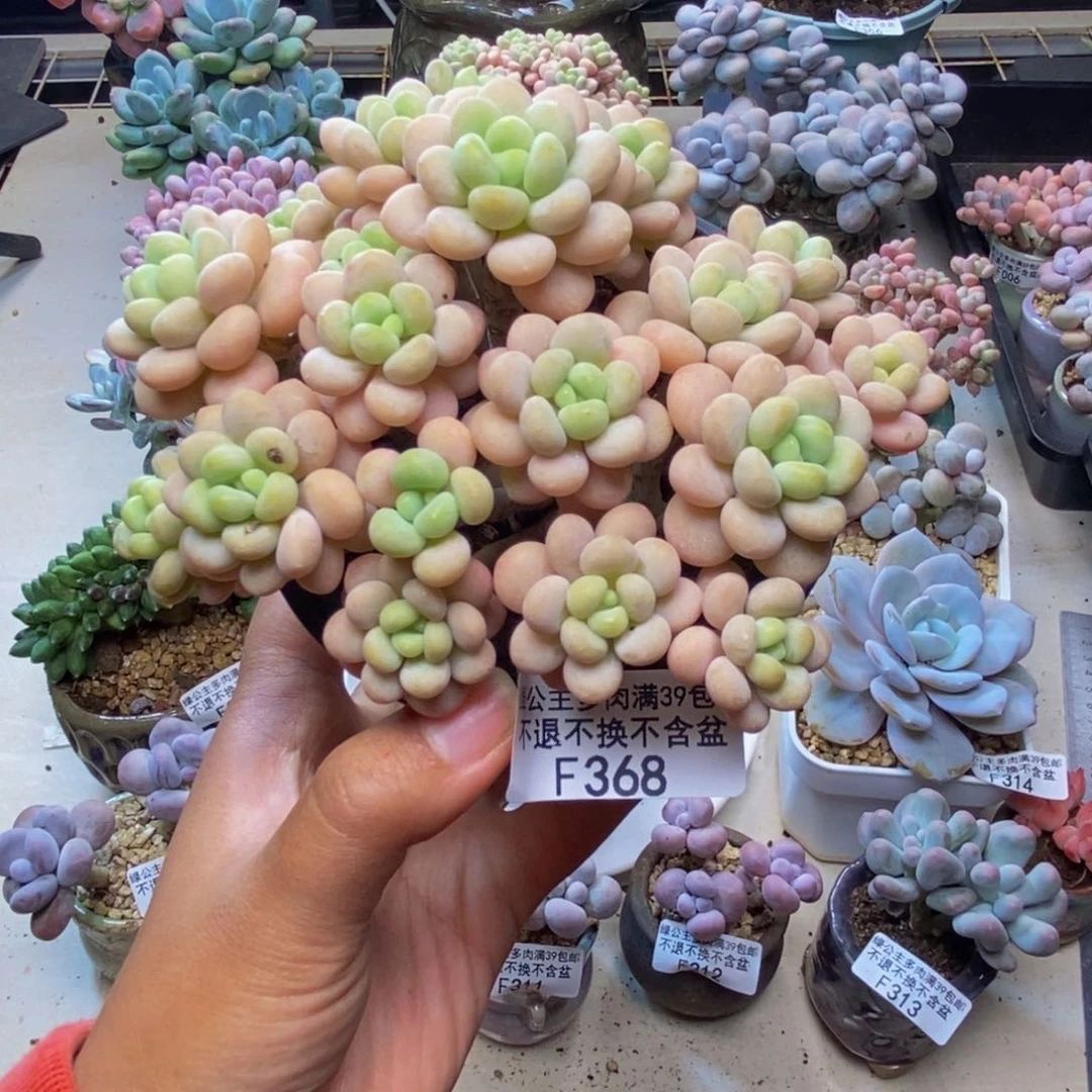 368洛可可多肉10c m