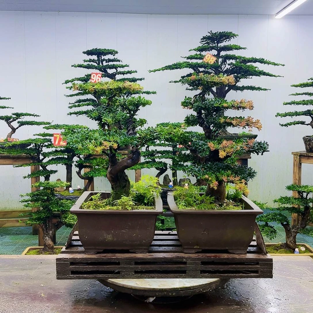 完全开放罗汉松盆景艺术