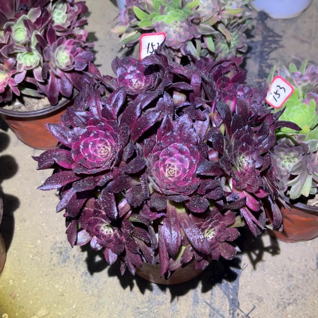 152多肉植物美姬花脸