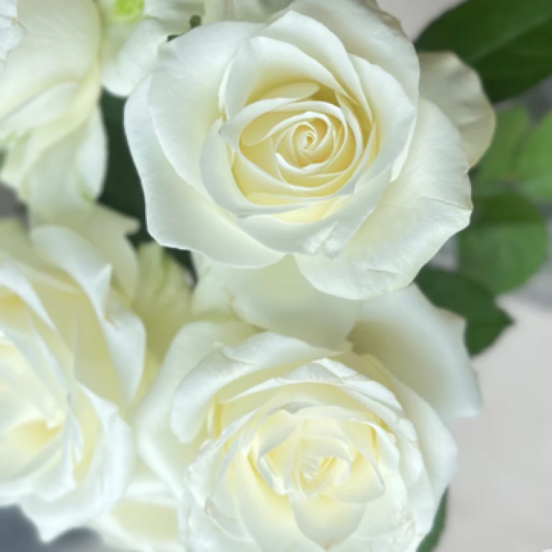 【骄傲】基地直发！0度以下拍保温棉冻坏不售后！不做保水-需要备注！