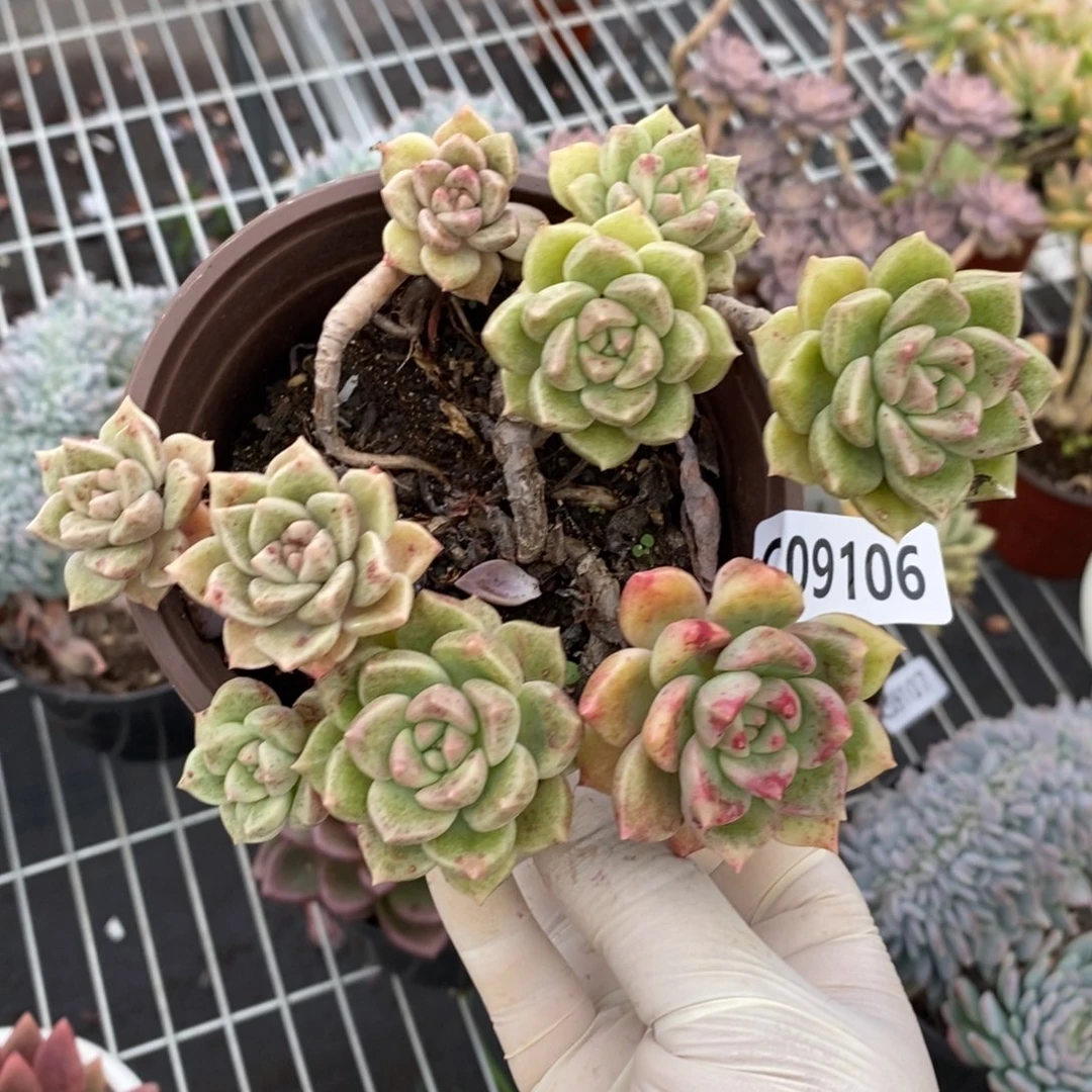 9106璀璨老桩一物一拍