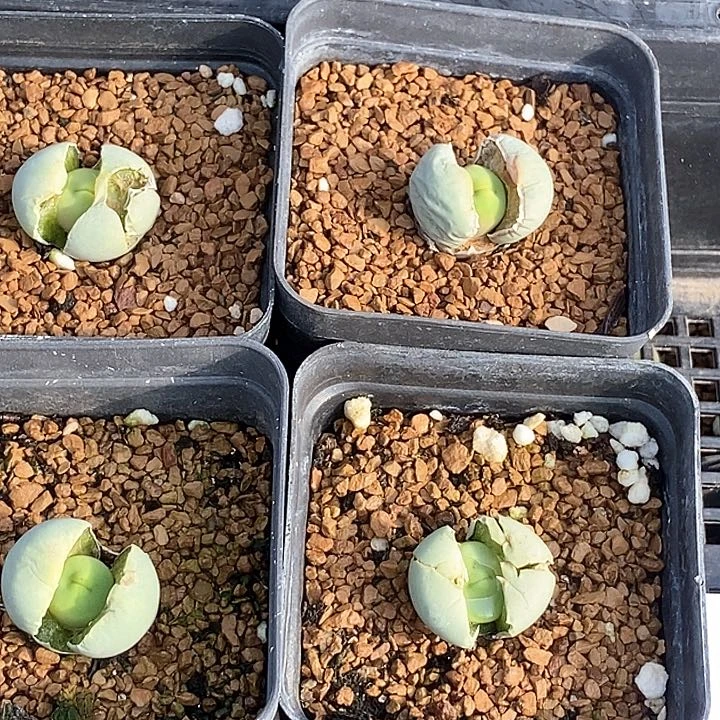 16536嘟嘟嘴一颗