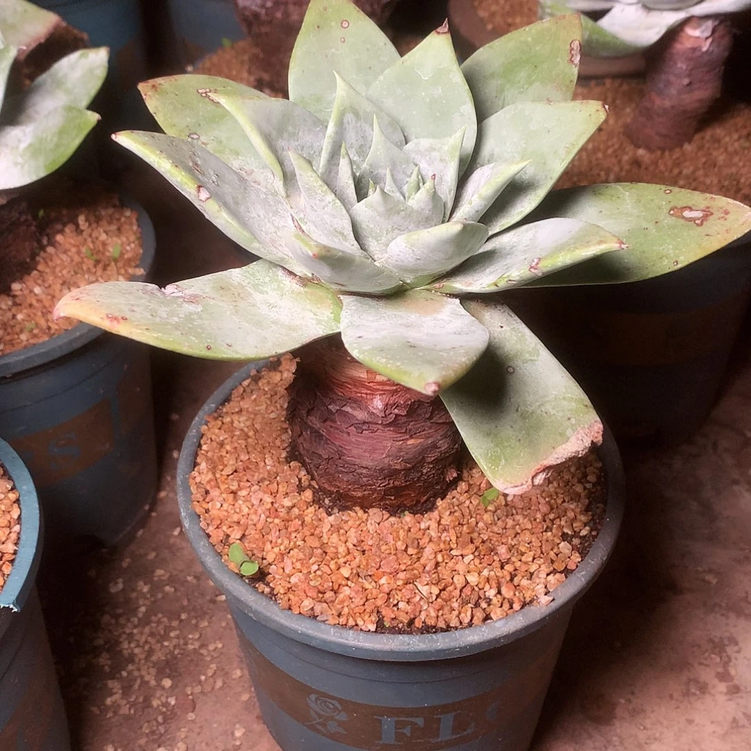 1907雪山仙女杯多肉