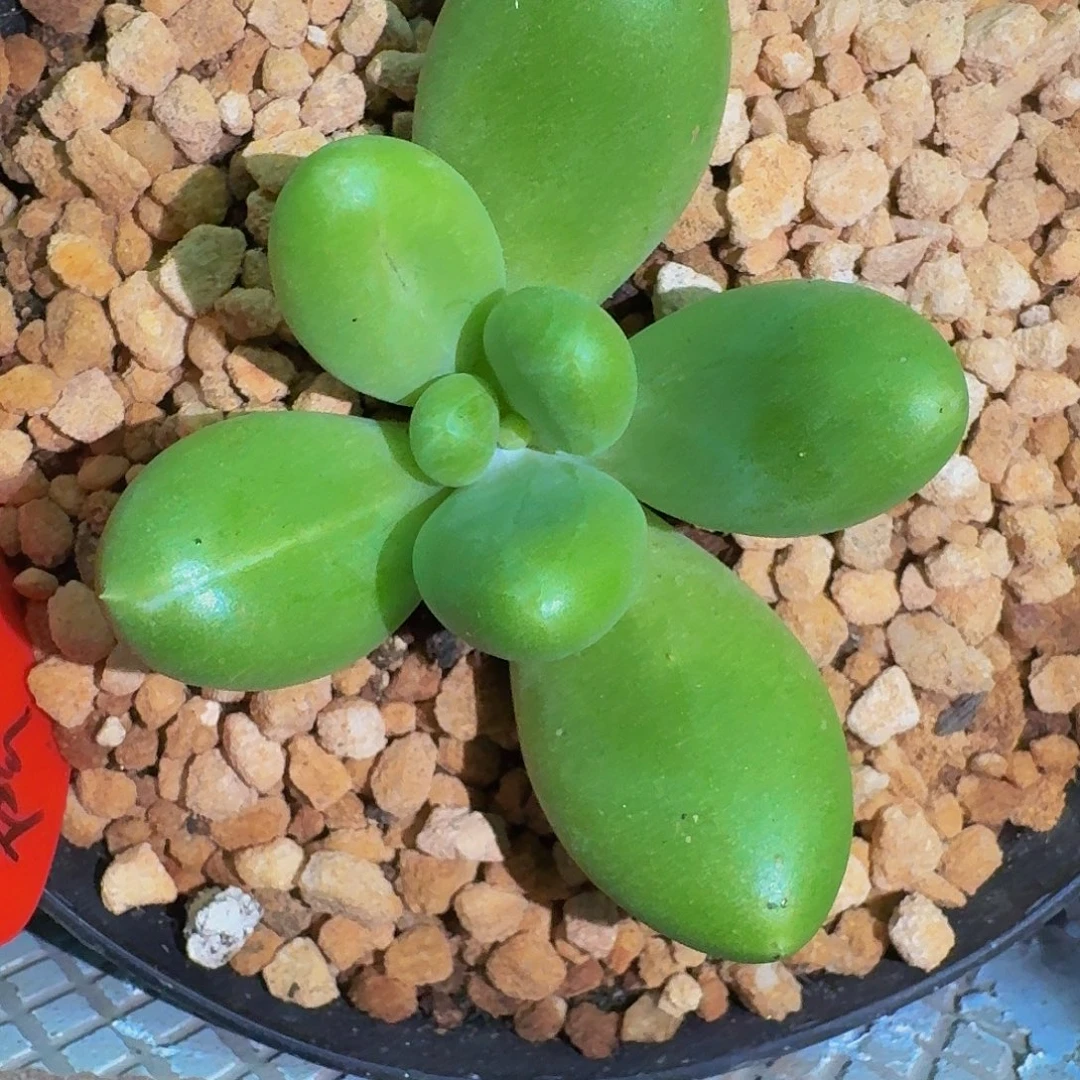 摩尔根 单头 一物一拍