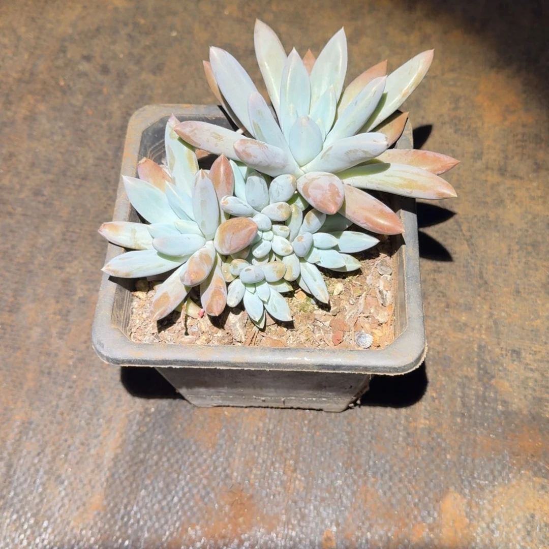 哥特萝莉多肉植物