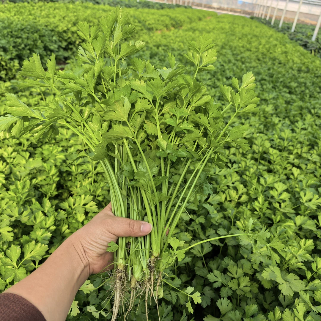 香芹 3斤【肖胜蓝农场】 芹菜现采现发 绿色蔬菜