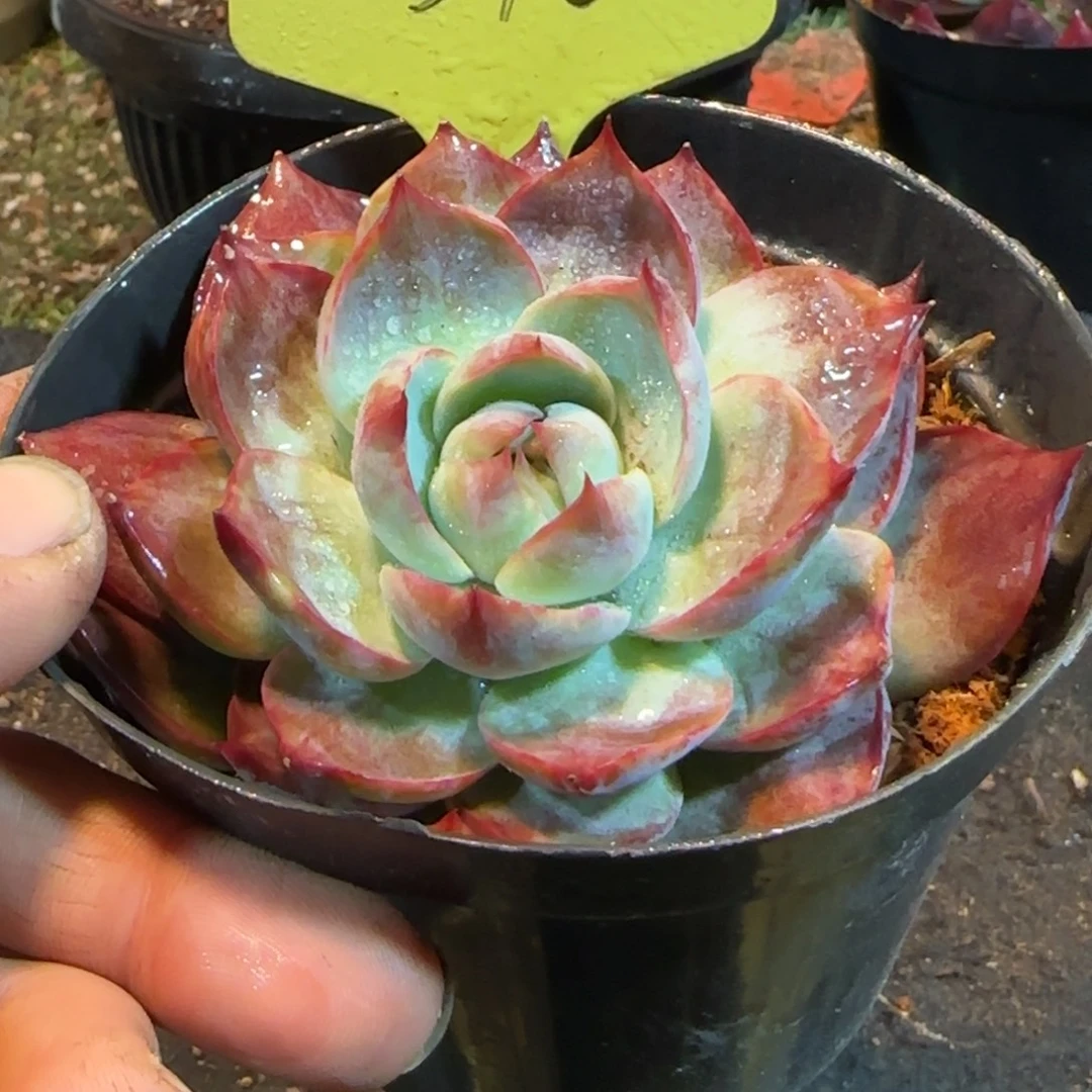 惊鸿一物一拍包装收缩花旱396