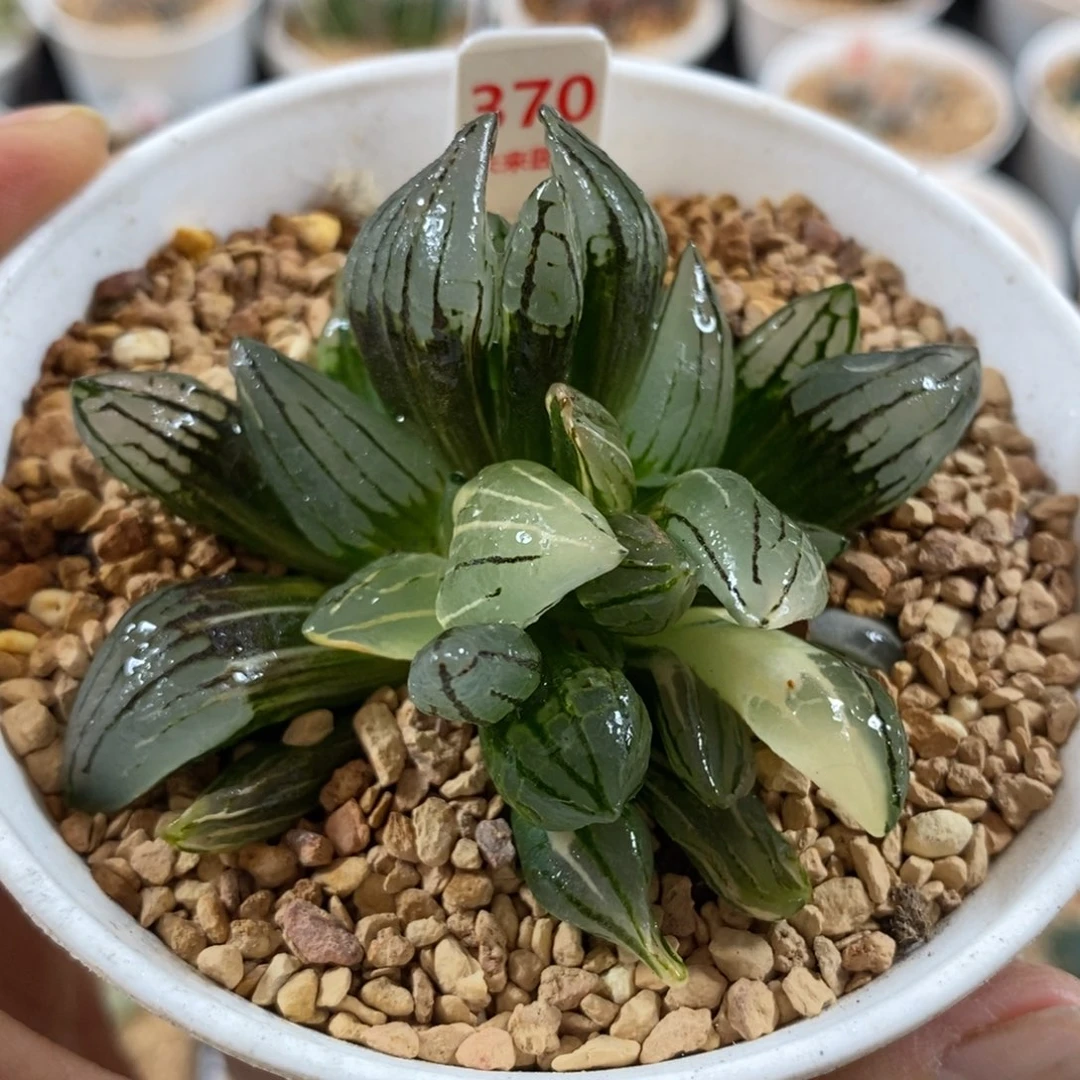 370西瓜寿锦一物一图
