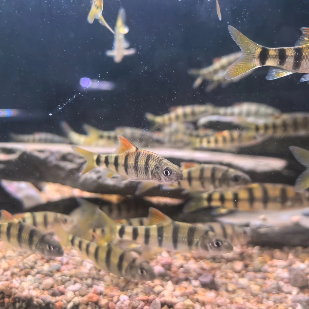 网红观赏鱼红腹溪石斑鱼苗 冷水鱼好养耐活原生溪流鱼