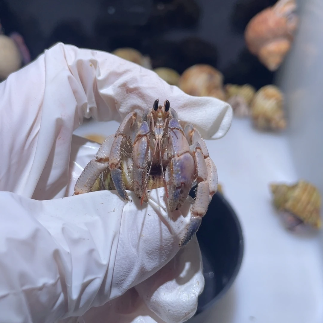 F14 紫陆腿有个小黑点福利了 1.8口