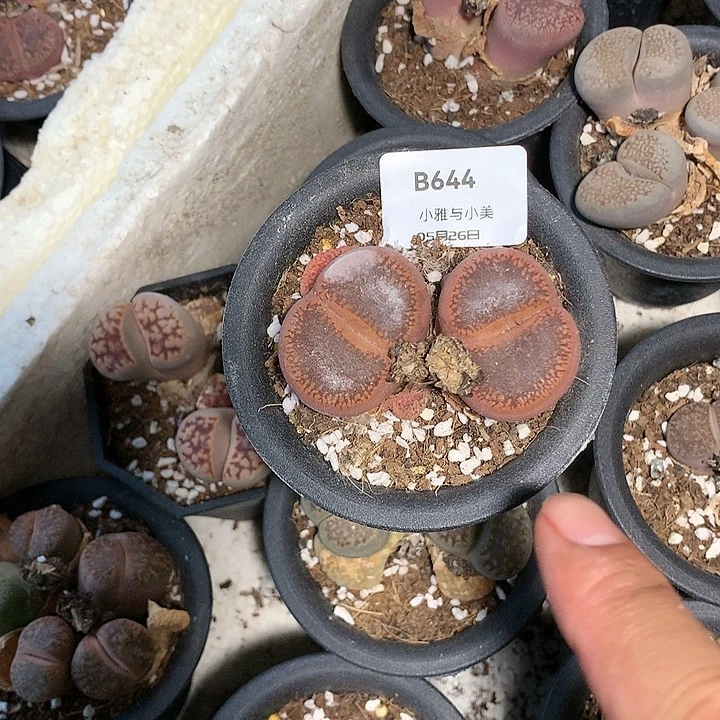 -*B644多肉植物保护