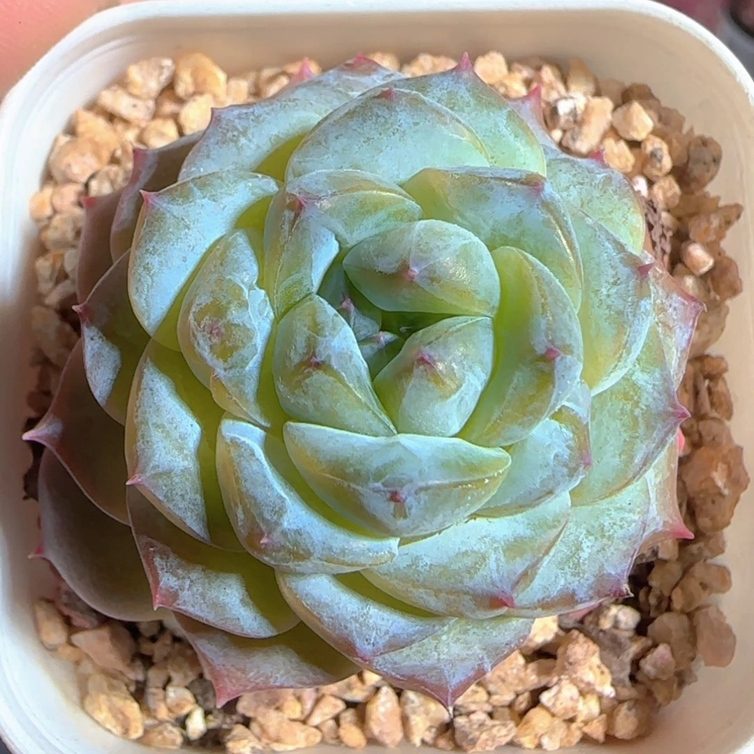 多肉1223-20椰子糖