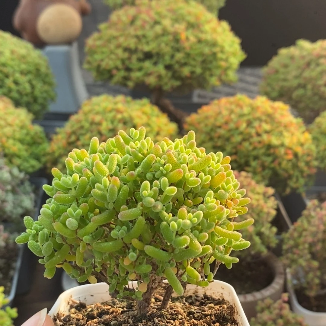 蜜橘糖球1944枝干番杏