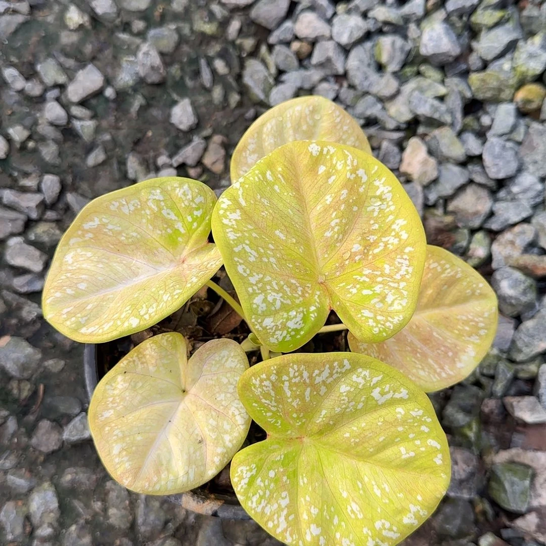 完全开放三个月亮脱土发