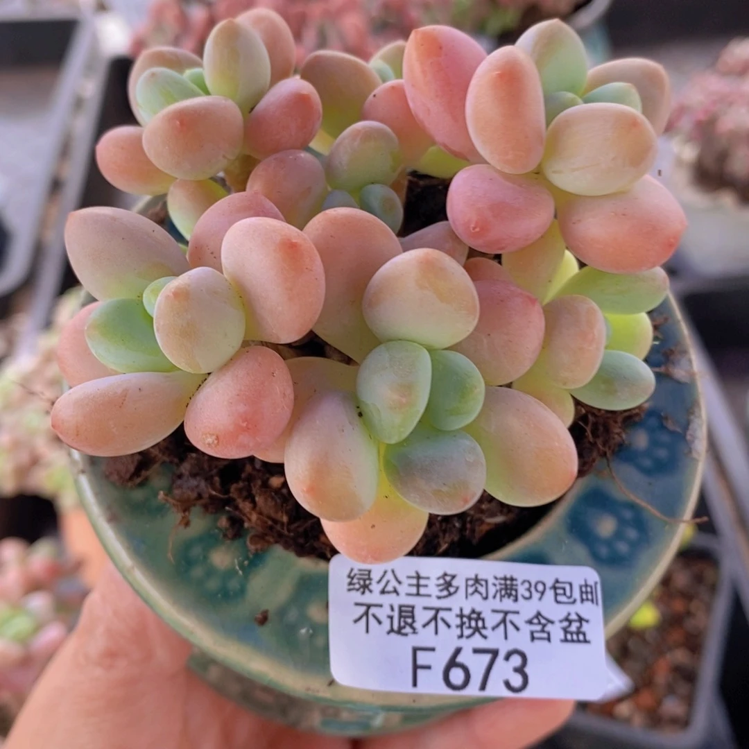香水洛神9cm673多肉植物