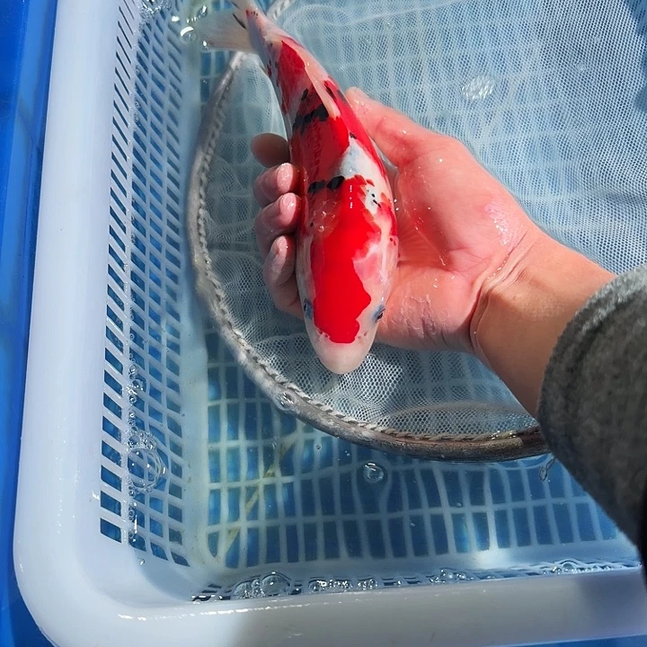 海水鱼锦鲤锦鲤锦鲤