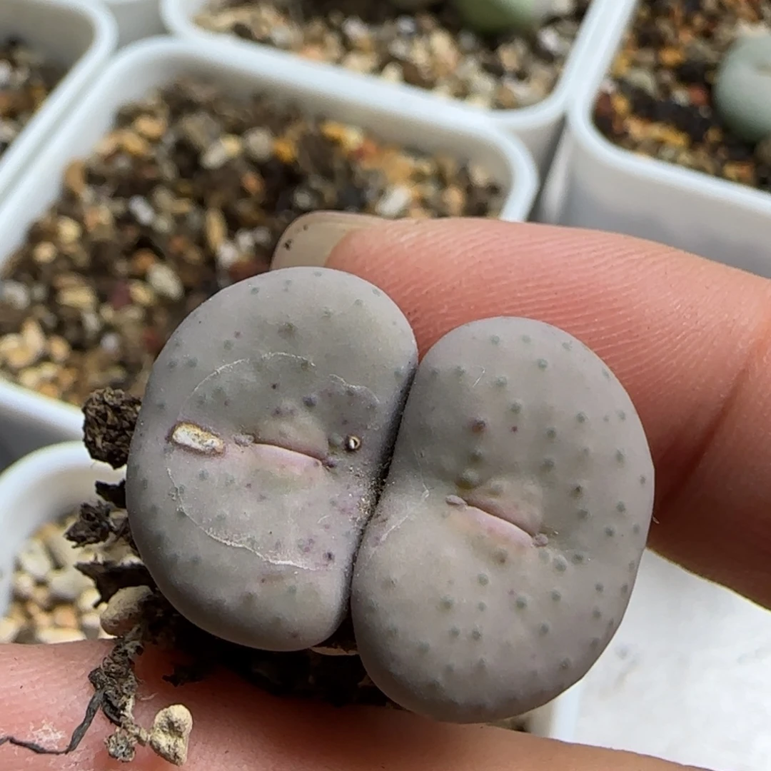 ****ω9-24-当天满38包邮大奶油1.8cm