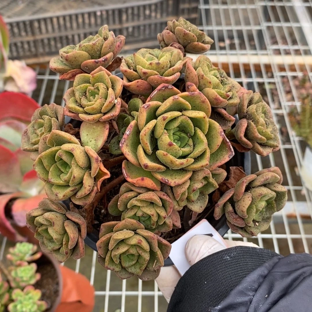 4454百合莉莉一物一拍