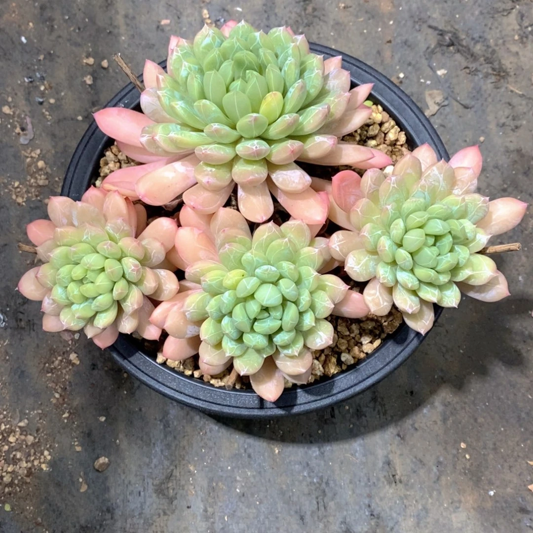 故***忆百搭翡翠多肉植物补换