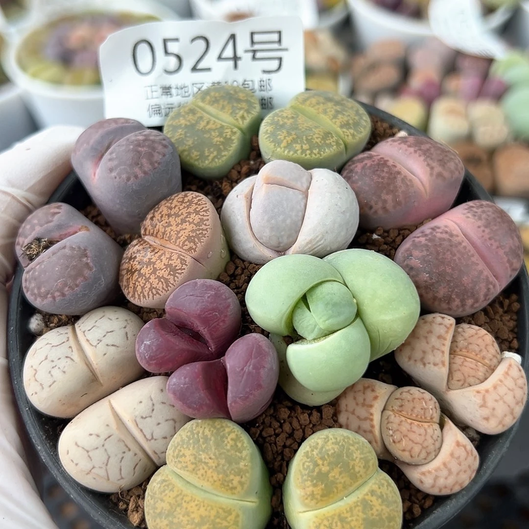 好养易活生石花大母本0524