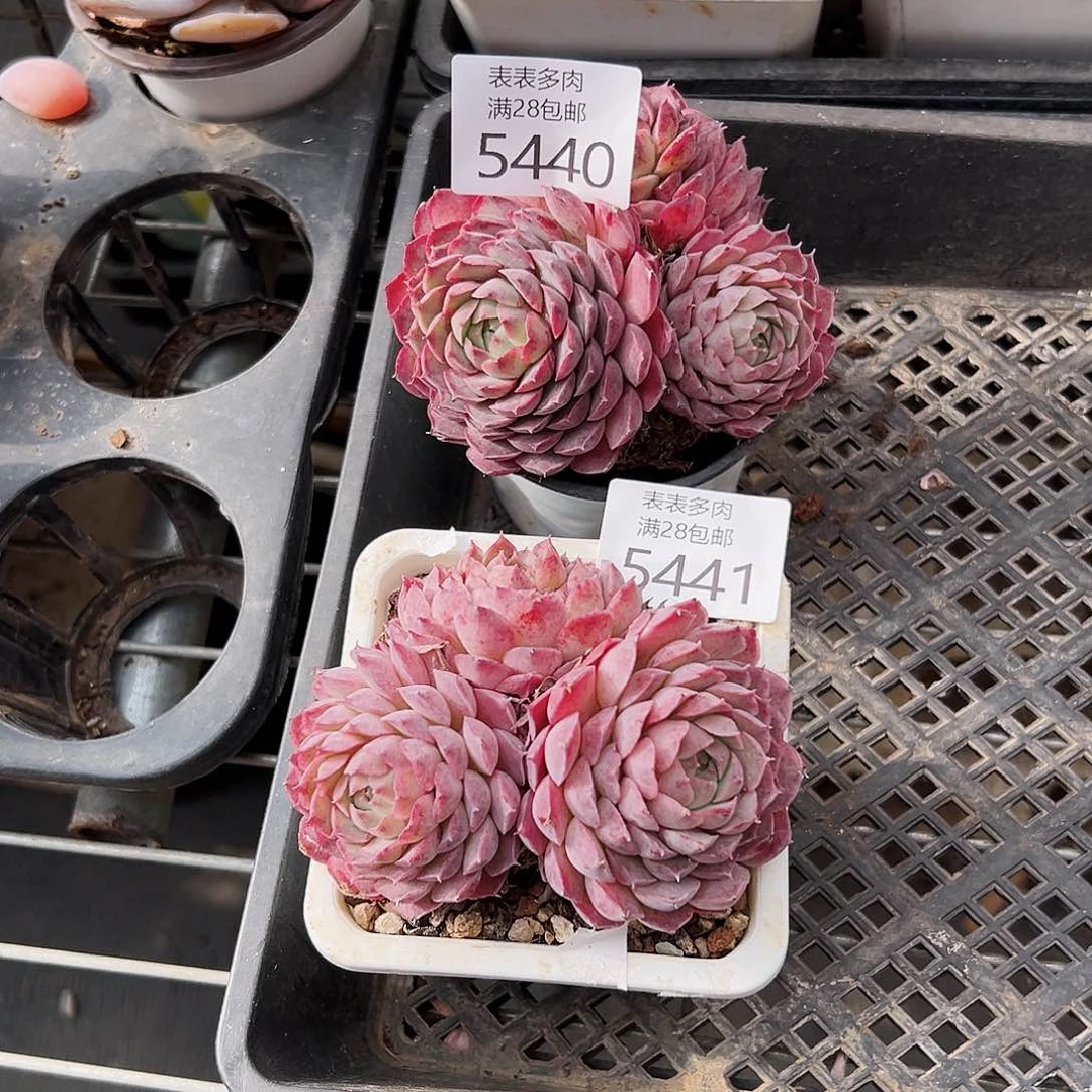 9号琳我们的确是一5440.5441