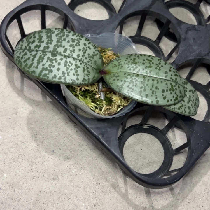 想***饭不开花植物爱丽丝2.5