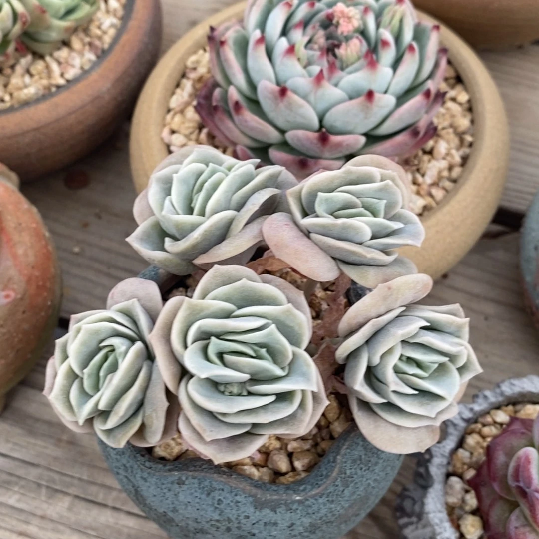 自然群可爱玫瑰，