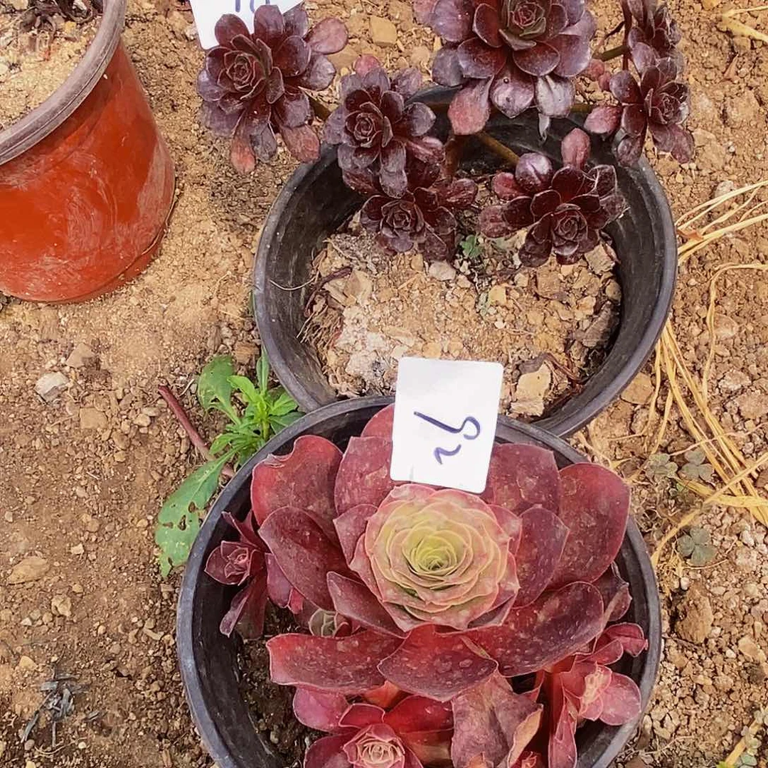 梦***想9192魅金玫瑰多肉黑珍珠多